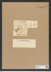 Actinoptychus vicenarius Ehr. (de-Toni-Nr.: Genus 227, Species 5623) Zeichnungen Sammlung Grunow Nr. 9510 (NHMW-BOT-W0379496)